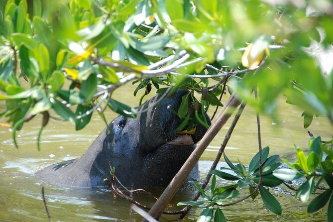 PRIVATE Eco Boat Trip out of Naples Bay, FL , island stop incl. - The Itinerary Breakdown: What to Expect