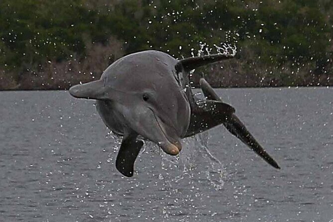 Private Everglades 10,000 Islands Photo and Birding Boat Safari - Why This Tour Offers Real Value