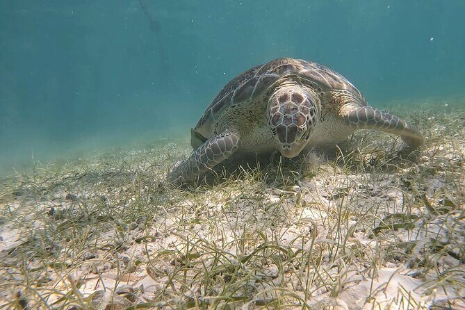 Private Experience in Akumal with Snorkeling - Logistics and Practical Tips
