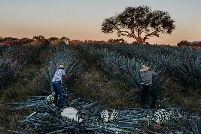 Private Experience of Tequila Town from Jalisco - FAQ