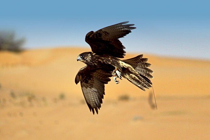 Private Falconry Experience and Nature Desert Safari in Dubai - What Sets This Tour Apart?