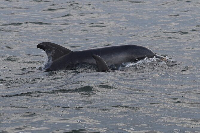 Private Folly River Sunset Dolphin Cruise - A More In-Depth Look at the Experience