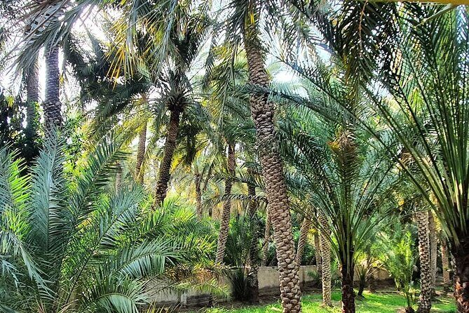Private Full Day Al Ain City Tour - Transportation and Practicalities