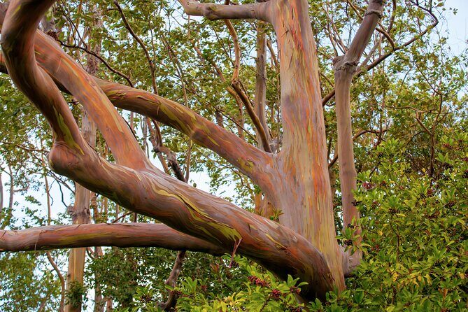 Private Full-Day Waterfall Beach and Jungle Tour of Maui - The Sum Up