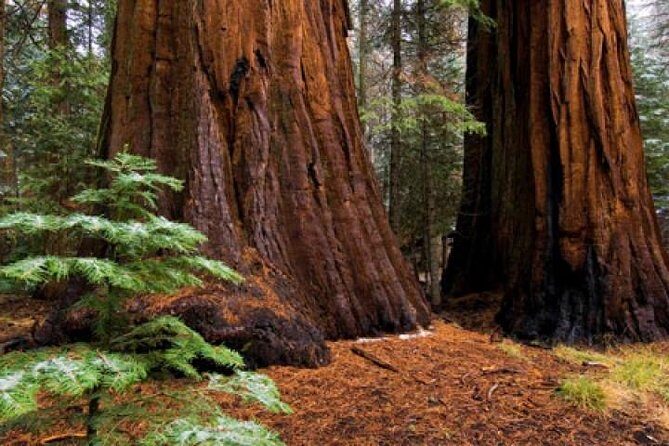 Private Giant Sequoia Grove Hike - Who Should Consider This Tour?