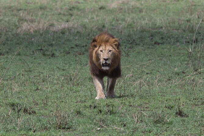 Private Group Serengeti Safari, Crater & Tarangire National Park - What Makes This Tour Stand Out?