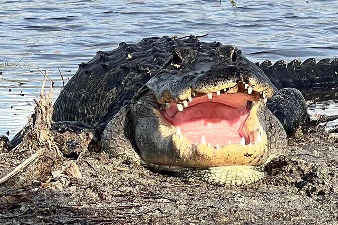 Private Guided Airboat Tour in Everglades, Fort Lauderdale - Exploring the Everglades on a Private Airboat