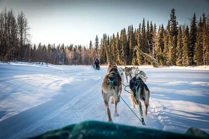 Private Guided Dog Sledding on the Historic Yukon Quest Trail - A Closer Look at the Itinerary and Experience