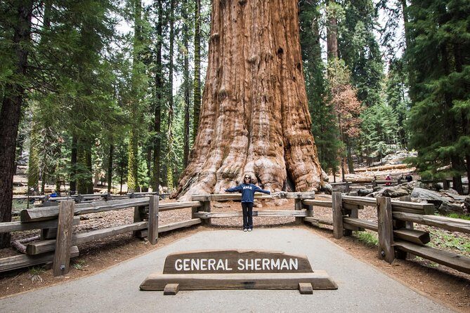 Private Guided Hiking Tour - Sequoia National Park - The Sum Up