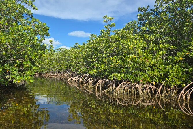Private Guided Mangrove Eco-Tour Adventure - Getting Started and Location