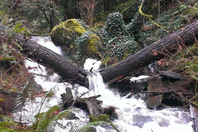 Private Guided Rainforest Hike in Victoria - Deep Dive into the Itinerary