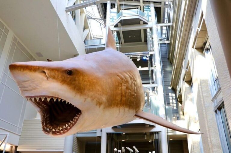Private Guided Tour of The Natural History Museum - Analyzing the Experience: What to Expect