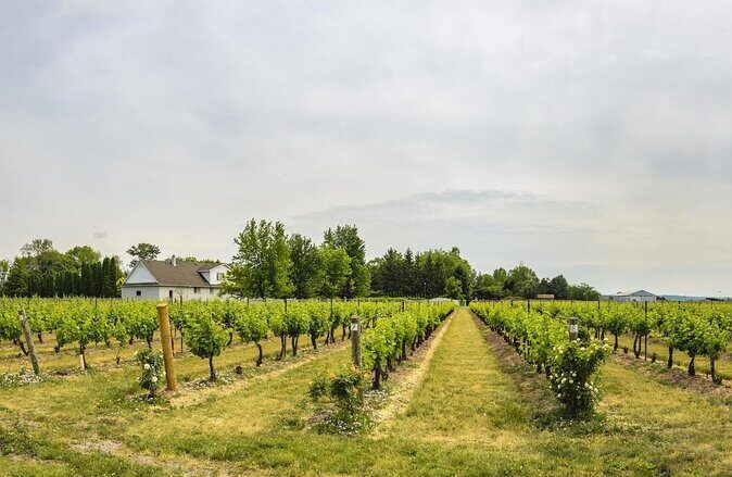 Private Half-Day Custom Wine Tasting Tour of Niagara-on-the-Lake - What to Expect at Each Stop