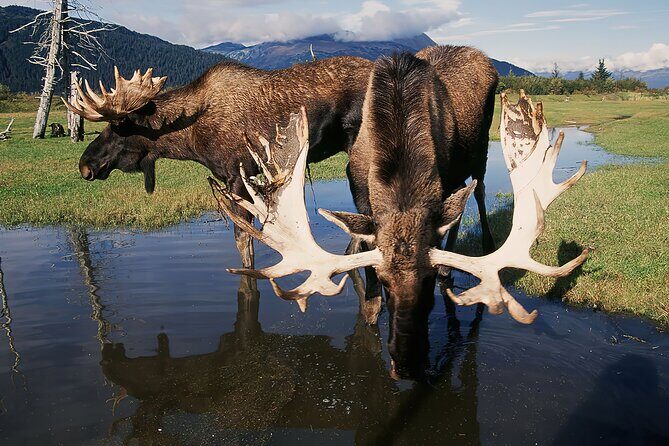 Private Half-Day Nature Tour from Anchorage - Who Will Love This Tour?