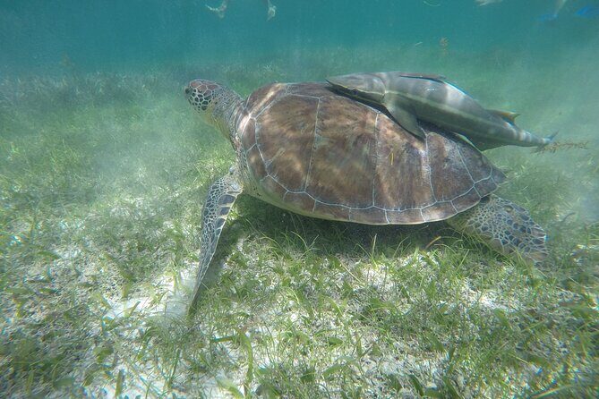 Private Half Day Swim with Turtles and Cenote - Authentic Experience Worth the Price?