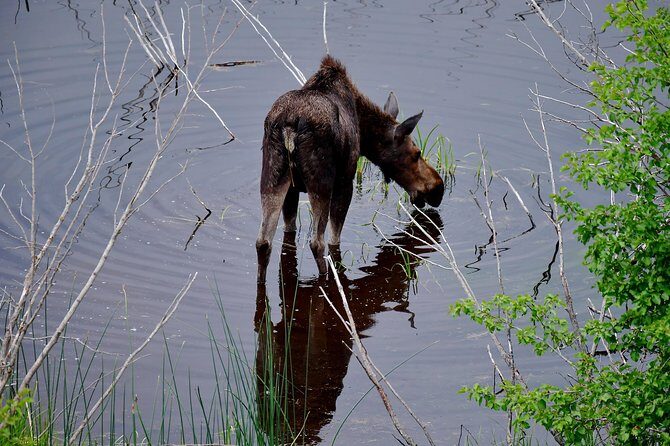 Private Hidden Gems of Yellowstone! Lunch w/ family friendly hikes included! - Final Thoughts: Is It Worth It?