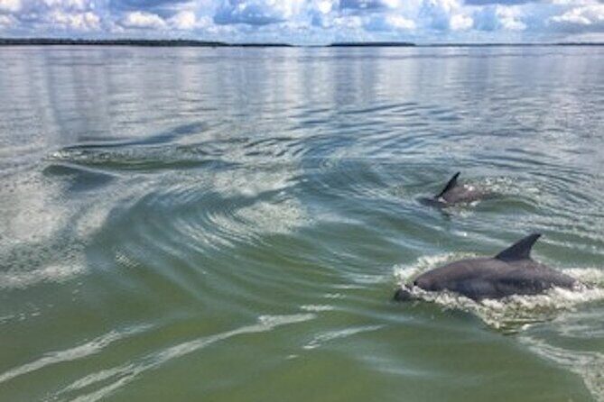 Private Hilton Head Dolphin Tour - What’s Included and What to Expect