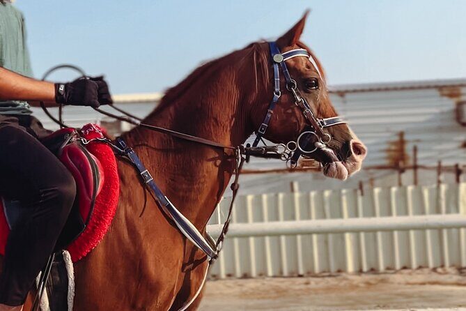 Private Horseback Riding Experience in Doha - The Itinerary: What a Typical Trip Looks Like