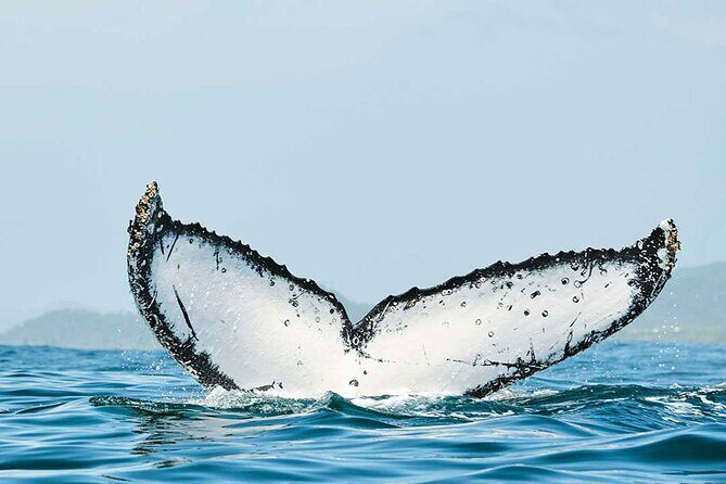 Private Huatulco Whale & Dolphin Adventures - Analyzing the Cost and Value