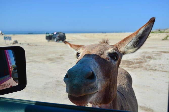 Private Jeep Tour Cabo Pulmo - The Guides and Service