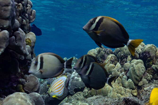 Private Kealakekua Bay Snorkel with Dolphin Watch - Meeting Point and Practical Details