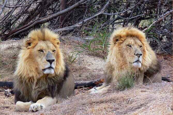 Private Le Cape Animal Farms Full Day Tour - What Does the Price Cover? Is it Good Value?