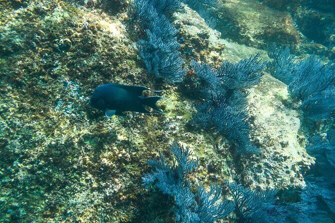 Private Los Cabos snorkeling tour to Chileno bay and Santa Maria cove - FAQ