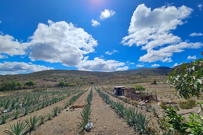 Private Lunch in Mezcal Maguey Fields - An In-Depth Look at the Experience