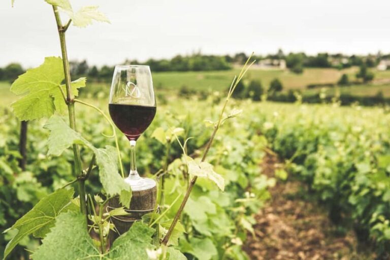 Private Luxury Winery Trip of Long Island, New York, USA - The Experience’s Highlights and Authenticity