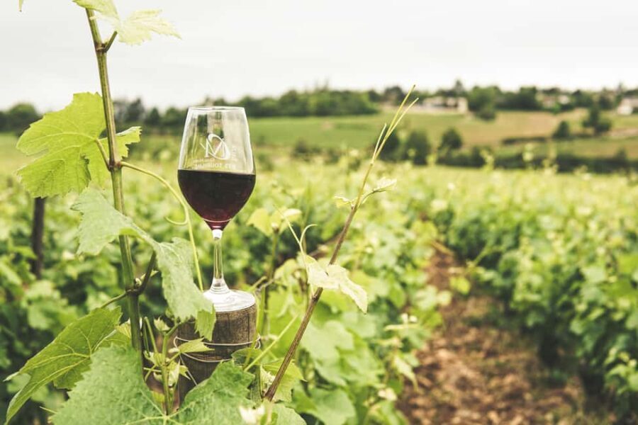 Private Luxury Winery Trip of Long Island, New York, USA
