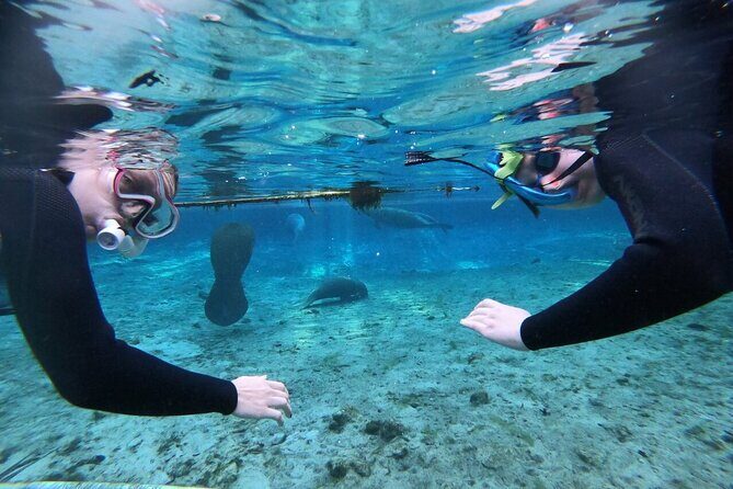 Private Manatee Snorkeling Tour - What to Expect from the Tour