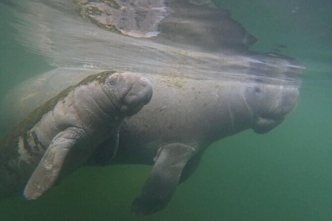 Private Manatee Swim Crystal River FL 6 Passenger Max Free Photos - What You Can Expect During the Tour