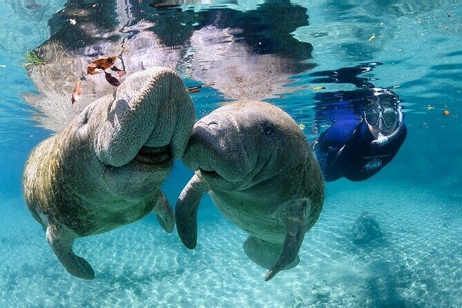 Private Manatee Swim Tour - Why This Tour Works Well
