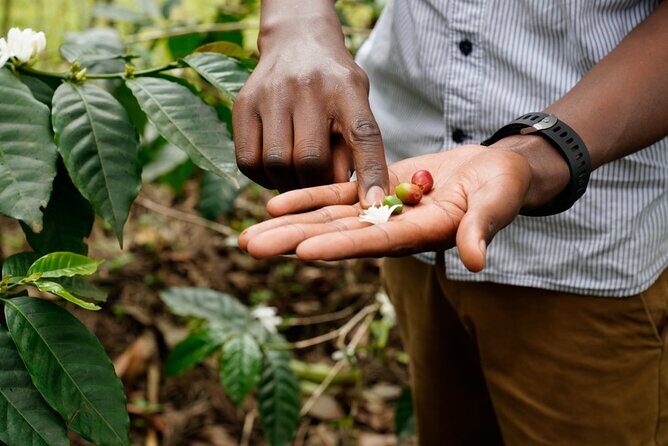 Private Meru Coffee Tour in Nkoaranga - An In-Depth Look at the Meru Coffee Tour