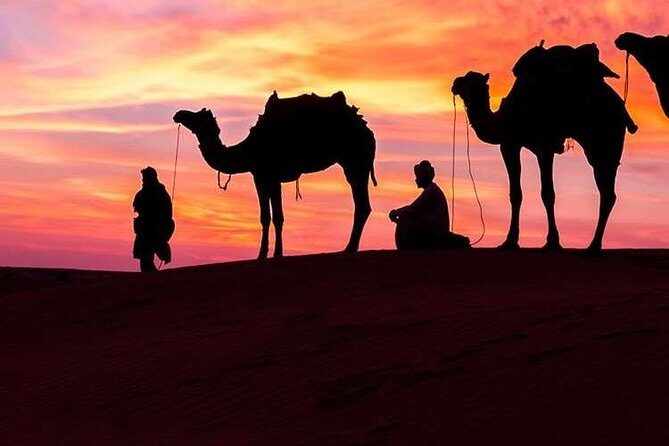 Private Morning Desert Safari - The Experience Guides and Their Role