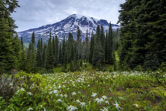 Private Mt Rainier National Park Day Trip from Seattle - The Core Walks and Scenic Drives