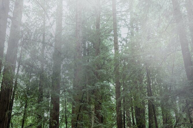 Private Muir Woods and Sausalito Half-Day Tour from San Francisco - What’s the Value?