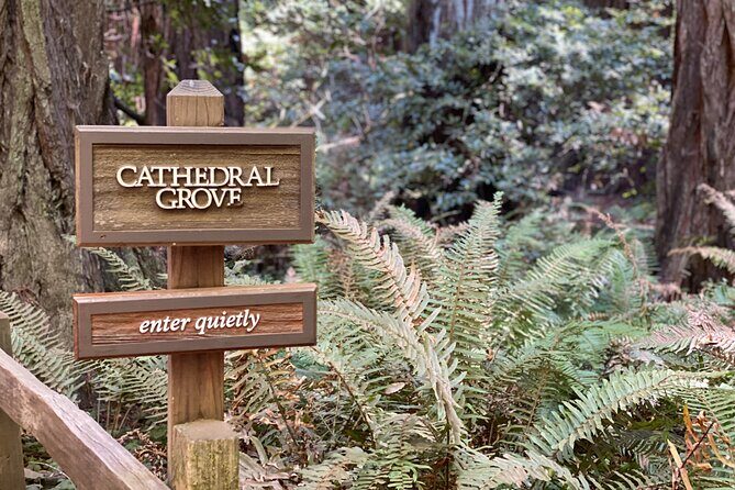 Private Muir Woods Tour Via Luxury Tesla - The Experience: What Travelers Can Expect