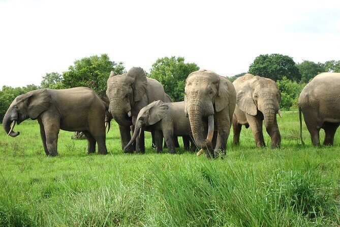 Private Multi-Day Ghana Tour about Culture History and Wildlife - 7 Days - Final Thoughts: Is This Tour Right for You?