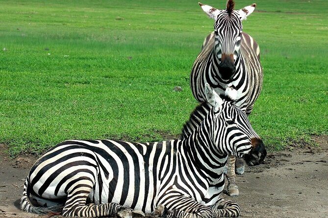 Private Multi Day Serengeti Safari - Cost and Value