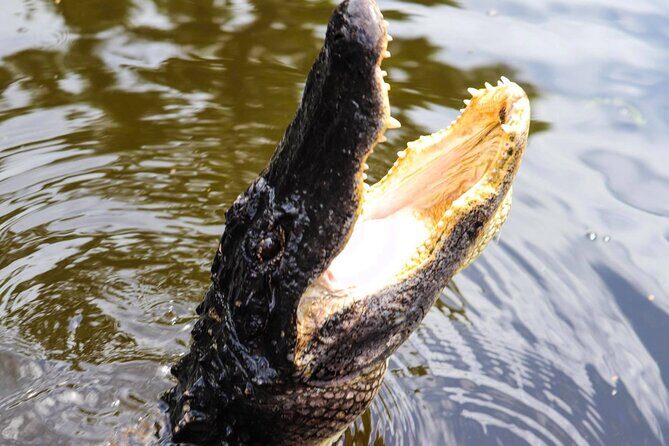 Private New Orleans Airboat Adventure - Final Thoughts