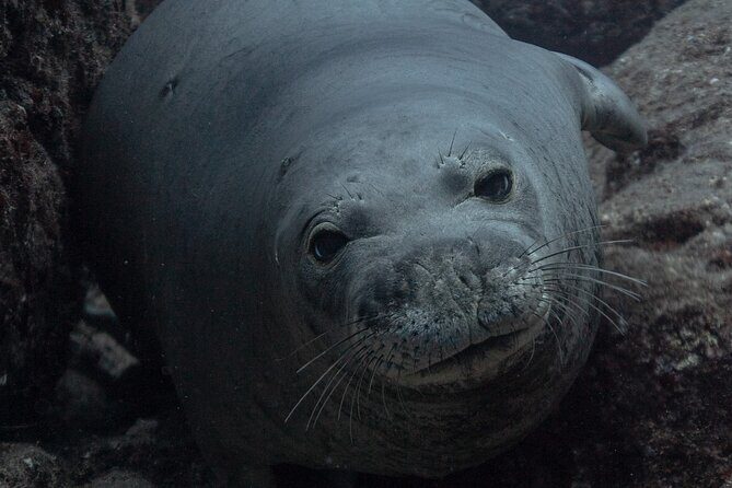 Private Niihau Scuba Charter with 2 or 3 Tank Dive Option - Price and Value