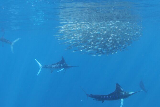 Private Ocean Safari in La Ventana: Marine Wildlife Experience - Authentic Encounters and traveler insights