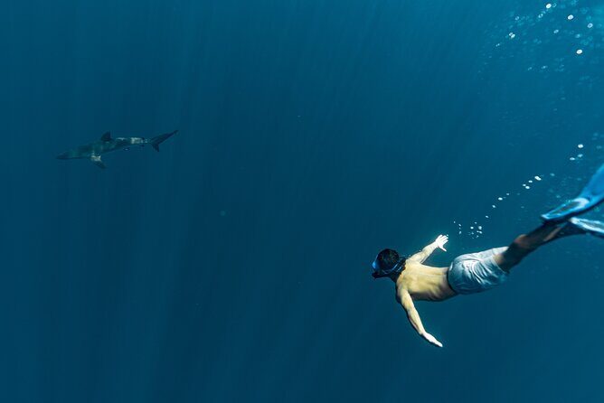 Private Ocean Seafari Swim with Wildlife in SJC - Final Thoughts