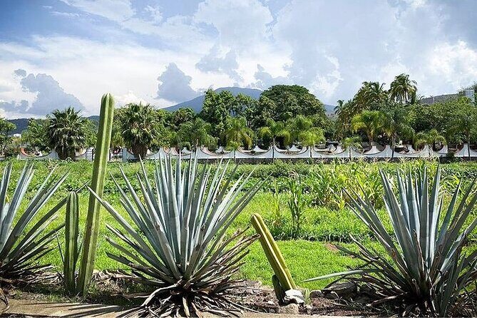 Private One Day Adventure Tour in Tequila and La Fortaleza Distillery - Practical Aspects and Value