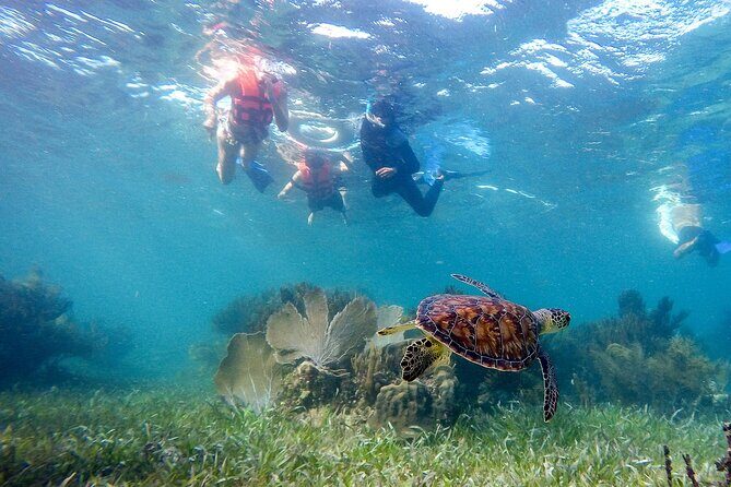 Private (only you) Reef Snorkeling in Puerto Morelos 2x40 minutes - The Sum Up: Who Will Love This Tour?