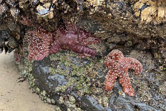Private Oregon Coastal Tour to Cannon Beach and Haystack Rock - Why This Tour Works