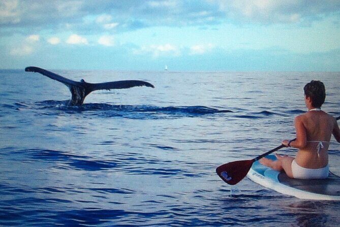 Private Paddleboard (SUP) Whale Watch: All Skill Levels Welcome - Why Choose a Private Paddleboard Whale Watch?