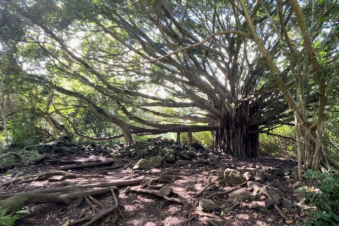 Private Pipiwai Trail Maui Open-Air Jeep Tour - What It Means for You: The Value of This Tour