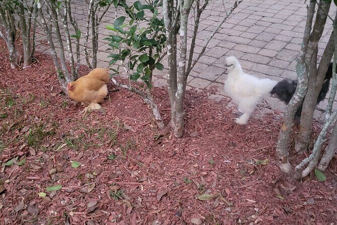 Private Rabbit and Chicken Petting Experience in Navarre - The Value in the Details